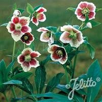 Hellebore orientalis - HELLEBORUS 'Single White Blotched' (White Lady Spotted)