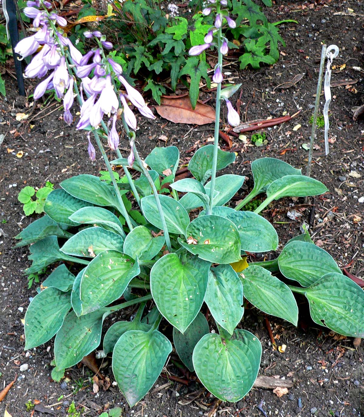 6 Mixed 9cm Garden Shrub Collection Perfect for a Shady spot