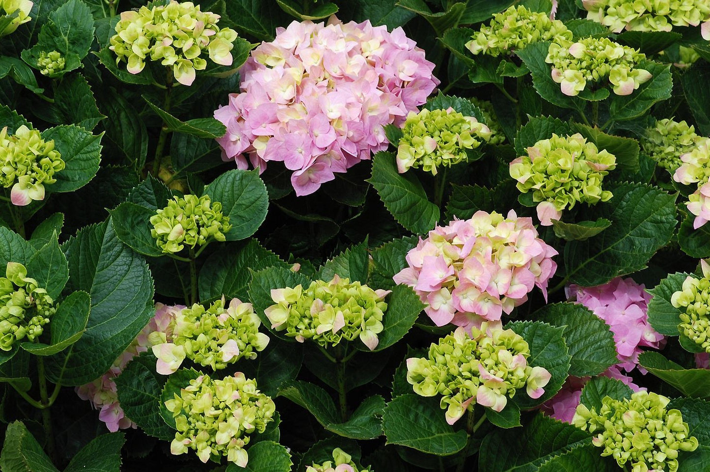 6 Mixed 9cm Garden Shrub Collection Perfect for a Shady spot