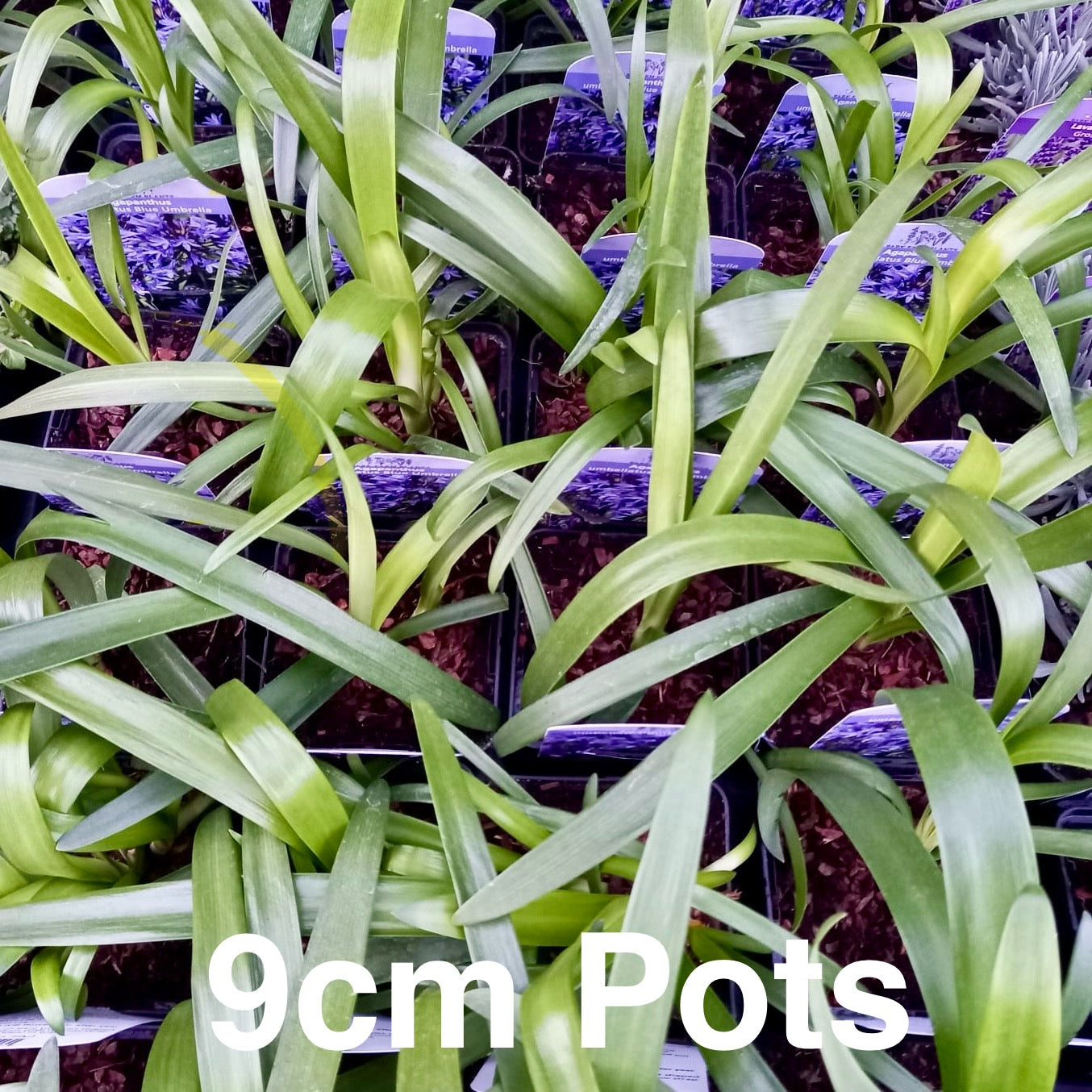 African Lily - AGAPANTHUS africanus 'Big Blue'