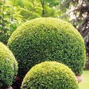6 Mixed 9cm Garden Shrub Collection Perfect for a Shady spot