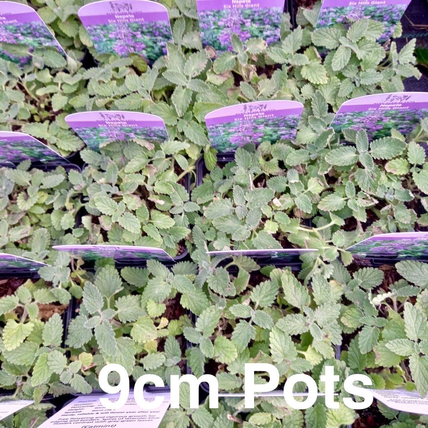 Catmint - NEPETA Faassenii 'Six Hills Giant'