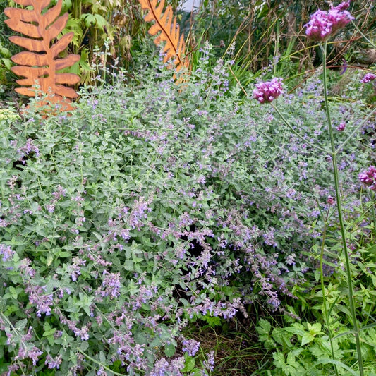 Catmint - NEPETA Faassenii 'Six Hills Giant'