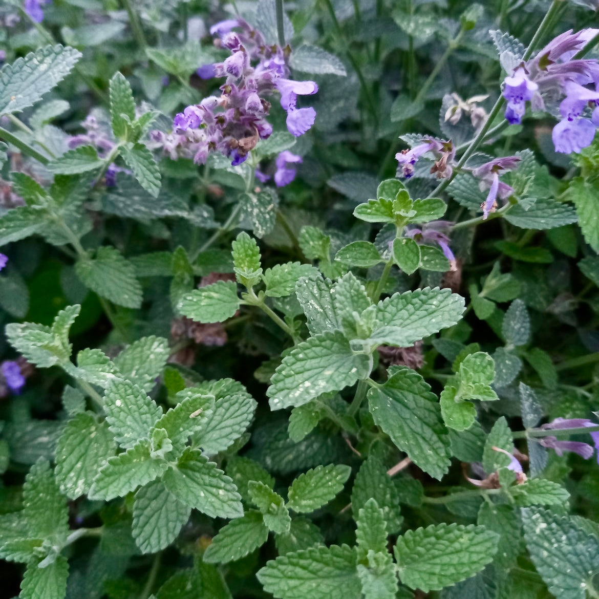 Catmint - NEPETA Faassenii 'Six Hills Giant'