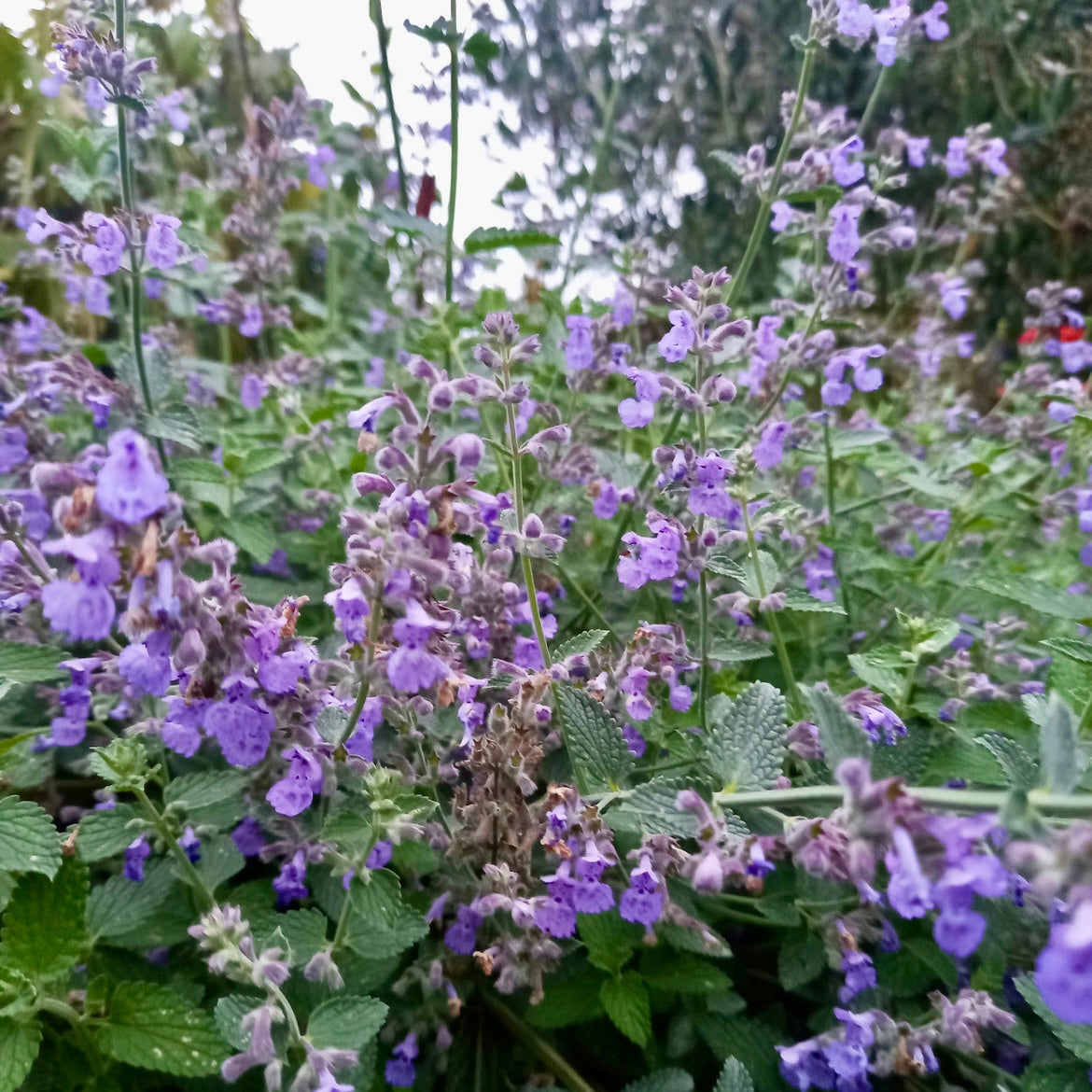 Catmint - NEPETA Faassenii 'Six Hills Giant'