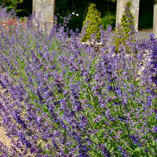 Catmint - NEPETA mussinii