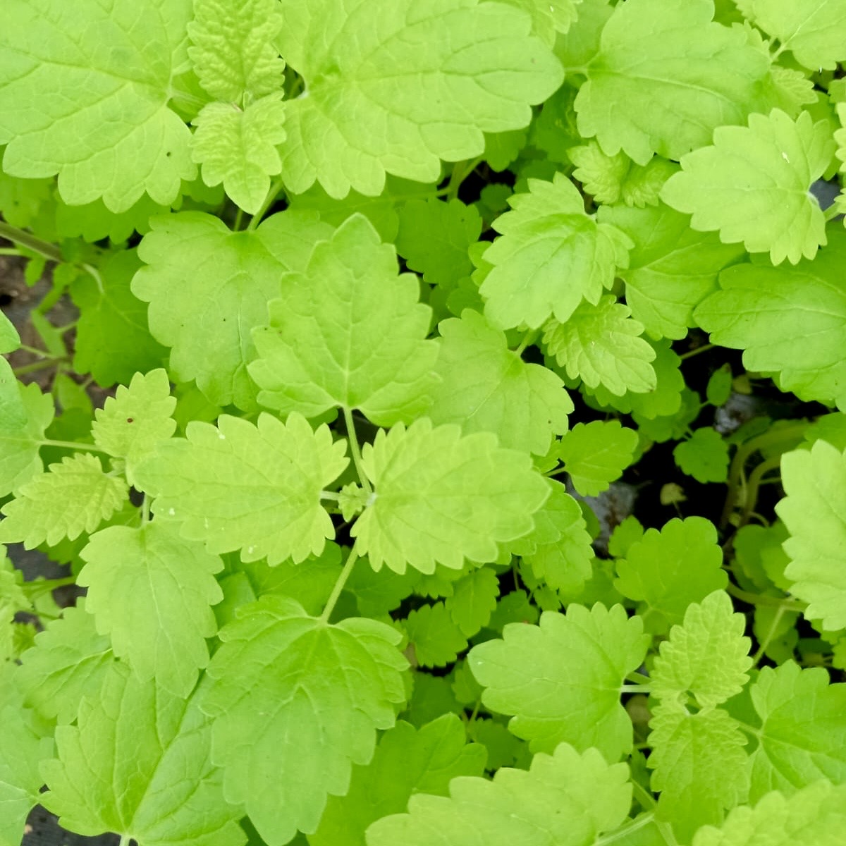 Catnip - NEPETA cataria