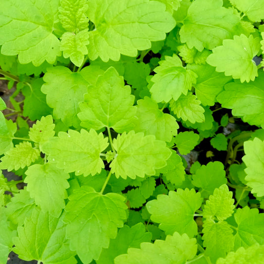 Catnip - NEPETA cataria