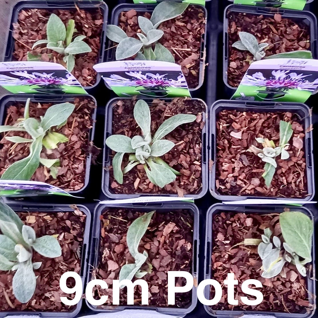 Cornflower, Mountain - CENTAUREA montana