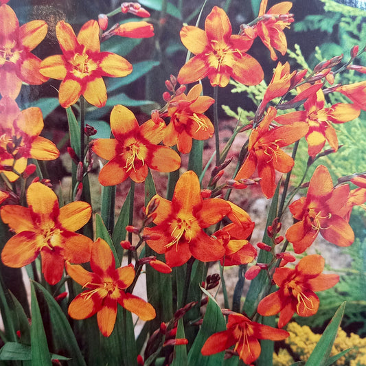 Crocosmia - CROCOSMIA Showcase 'Emily McKenzie'
