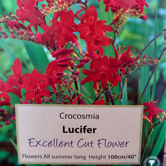 Crocosmia - CROCOSMIA Showcase 'Lucifer'