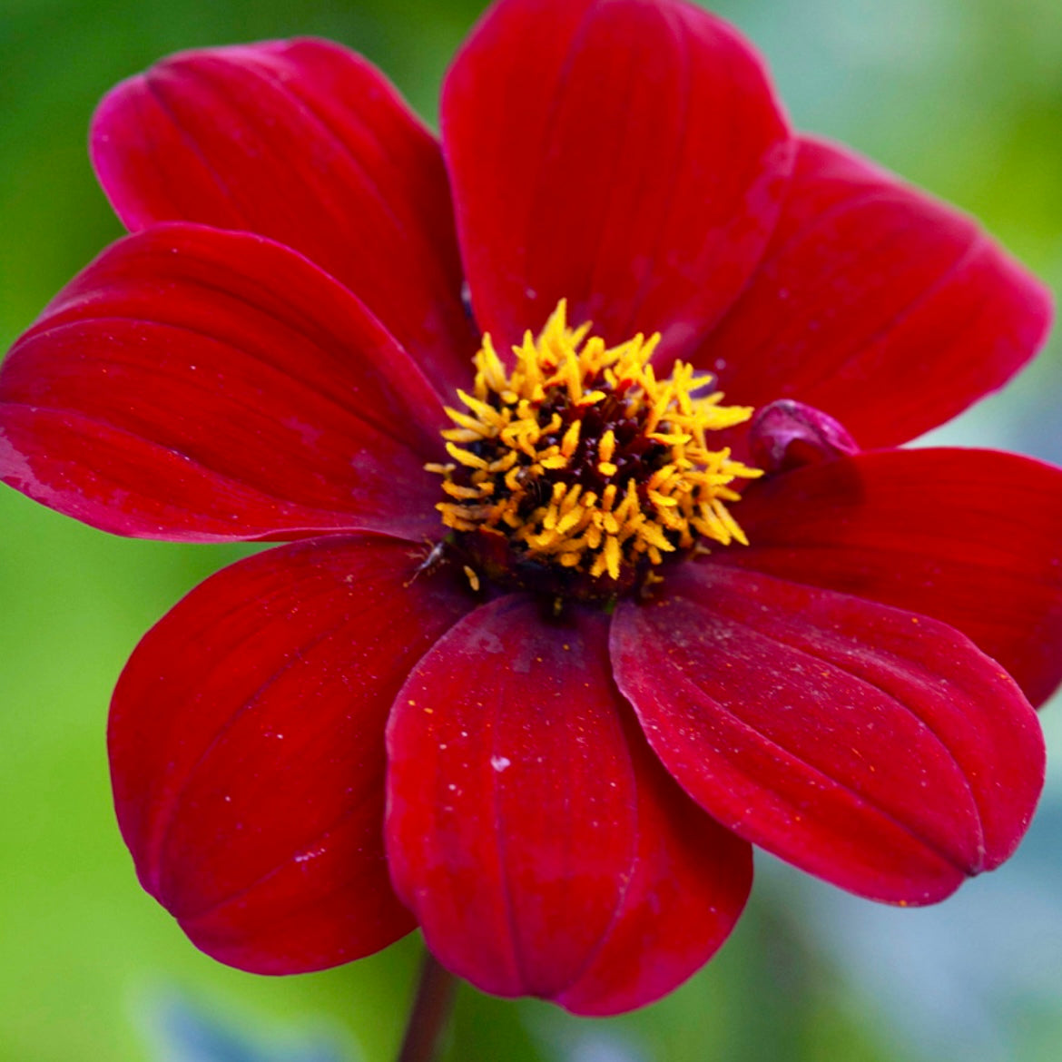 Dahlia - DAHLIA 'Bishop of Auckland'