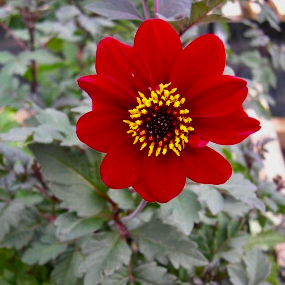 Dahlia - DAHLIA 'Bishop of Auckland'