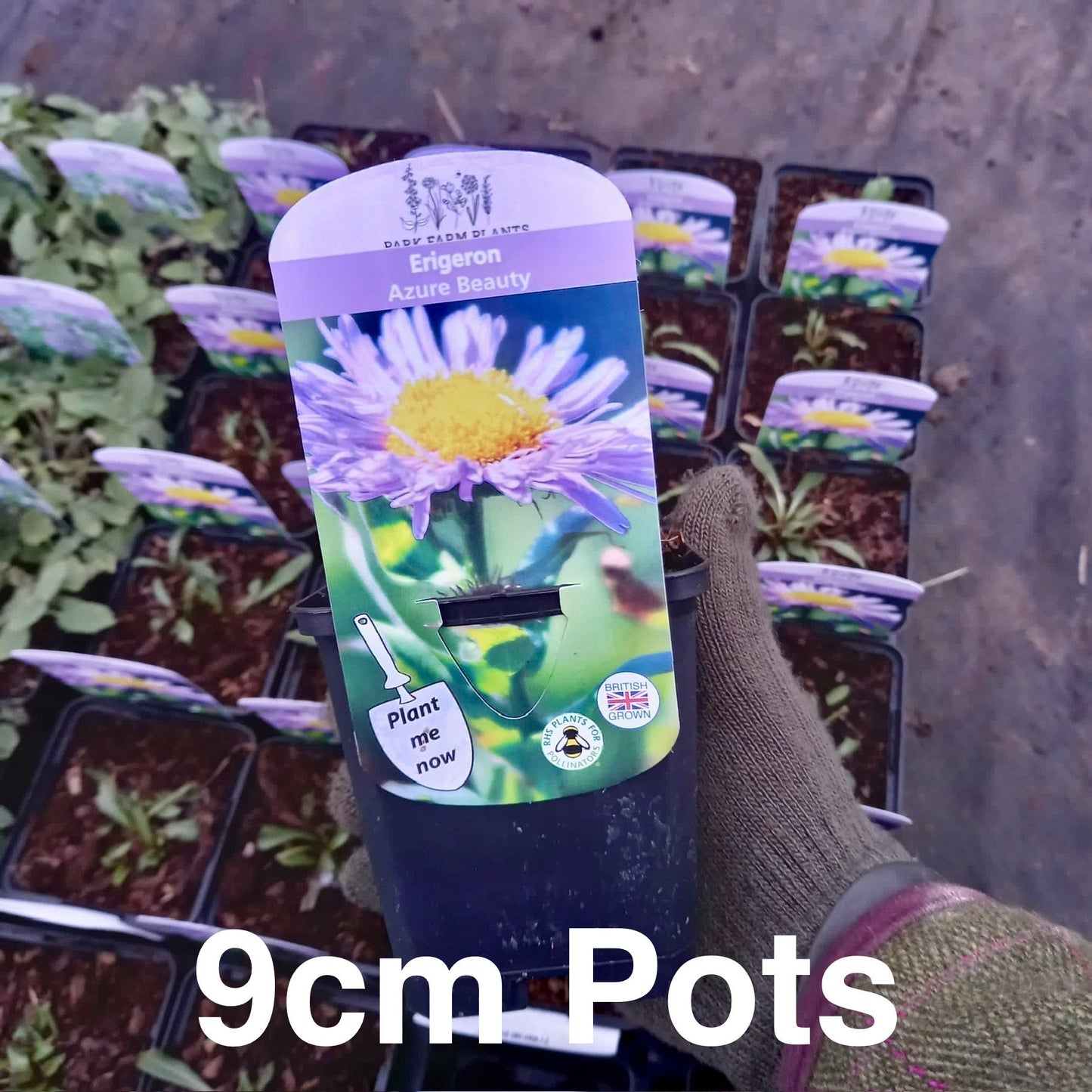 Fleabane - ERIGERON 'Azure Beauty'