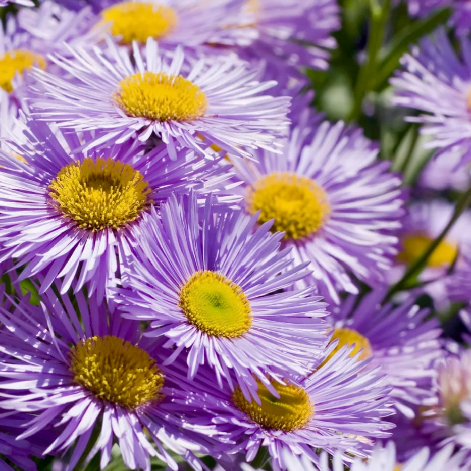 Fleabane - ERIGERON 'Azure Beauty'