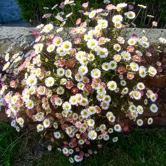 Fleabane - ERIGERON 'Profusion'