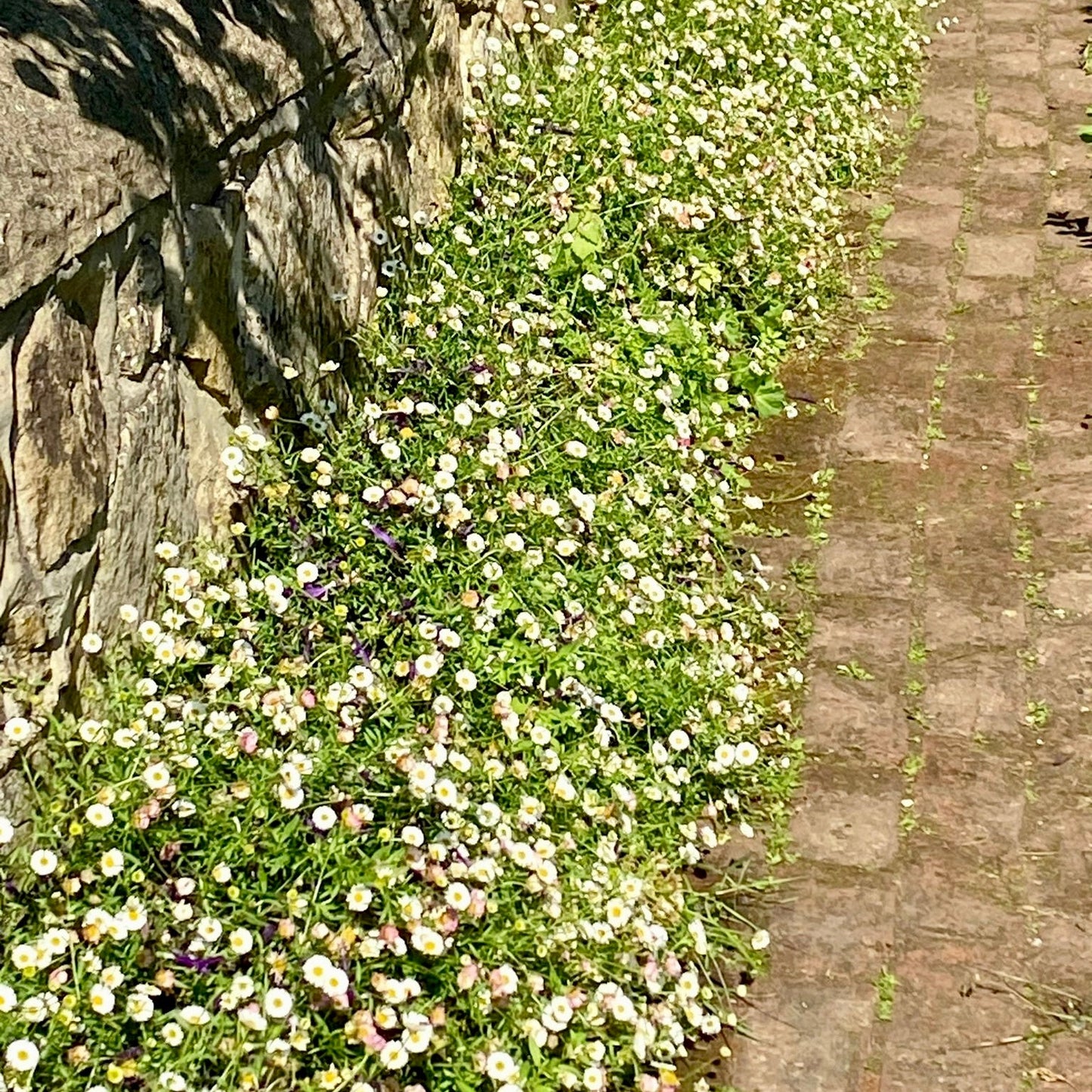 Fleabane - ERIGERON 'Profusion'