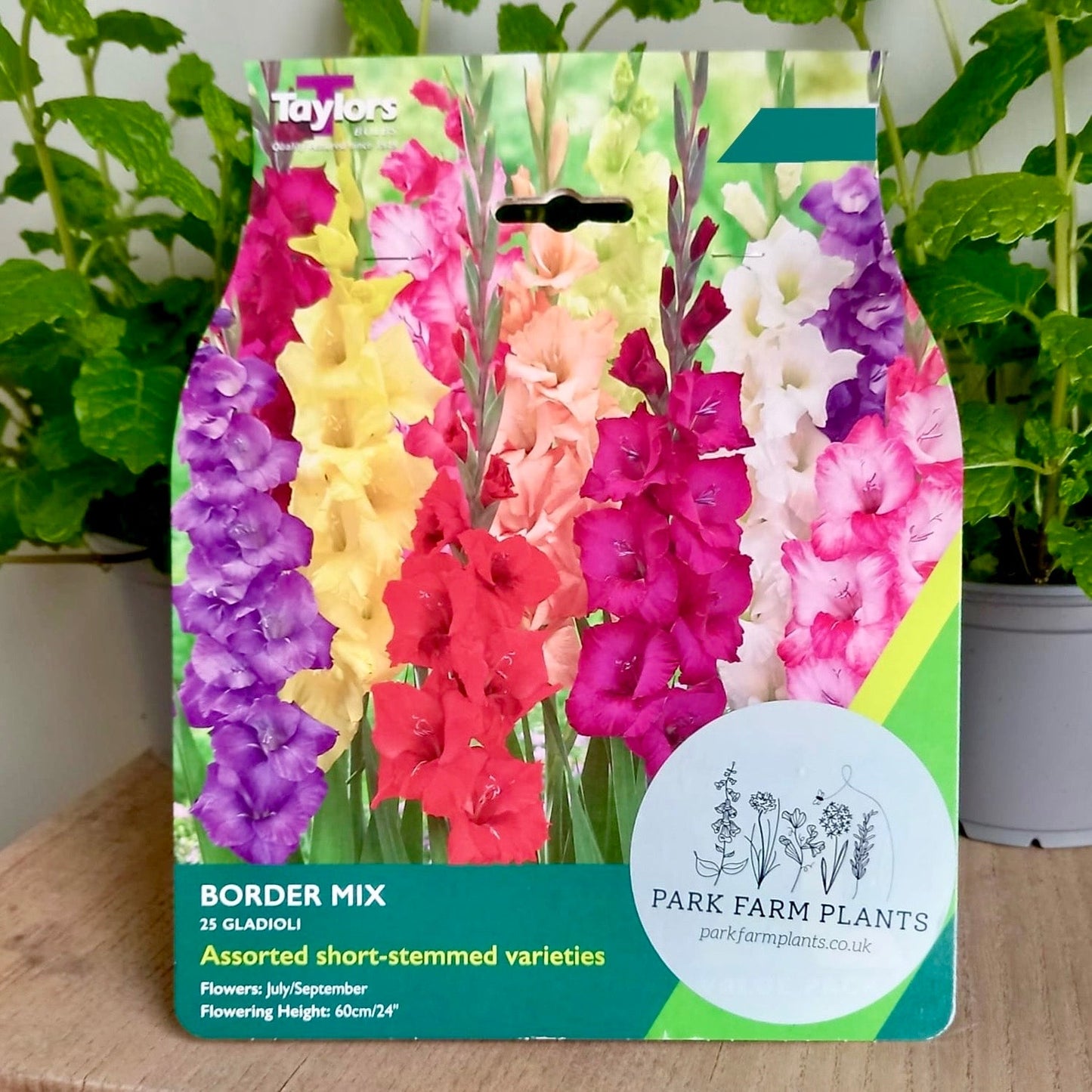 Gladioli - GLADIOLUS Mixed Border Collection