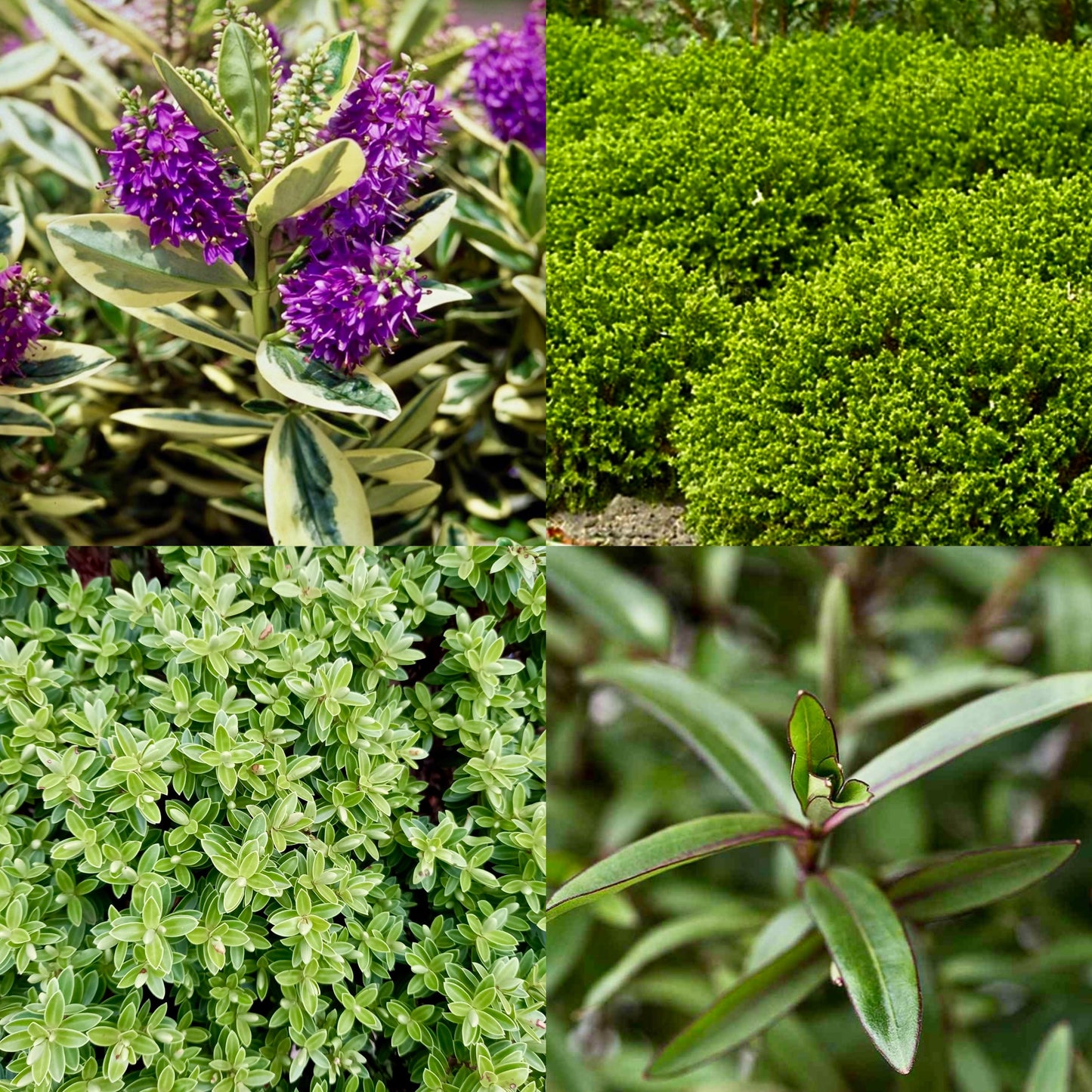 Hebe - HEBE Mixed Varieties