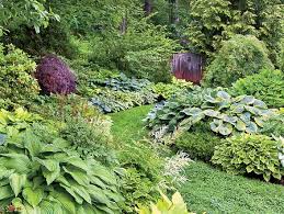 6 Mixed 9cm Garden Shrub Collection Perfect for a Shady spot