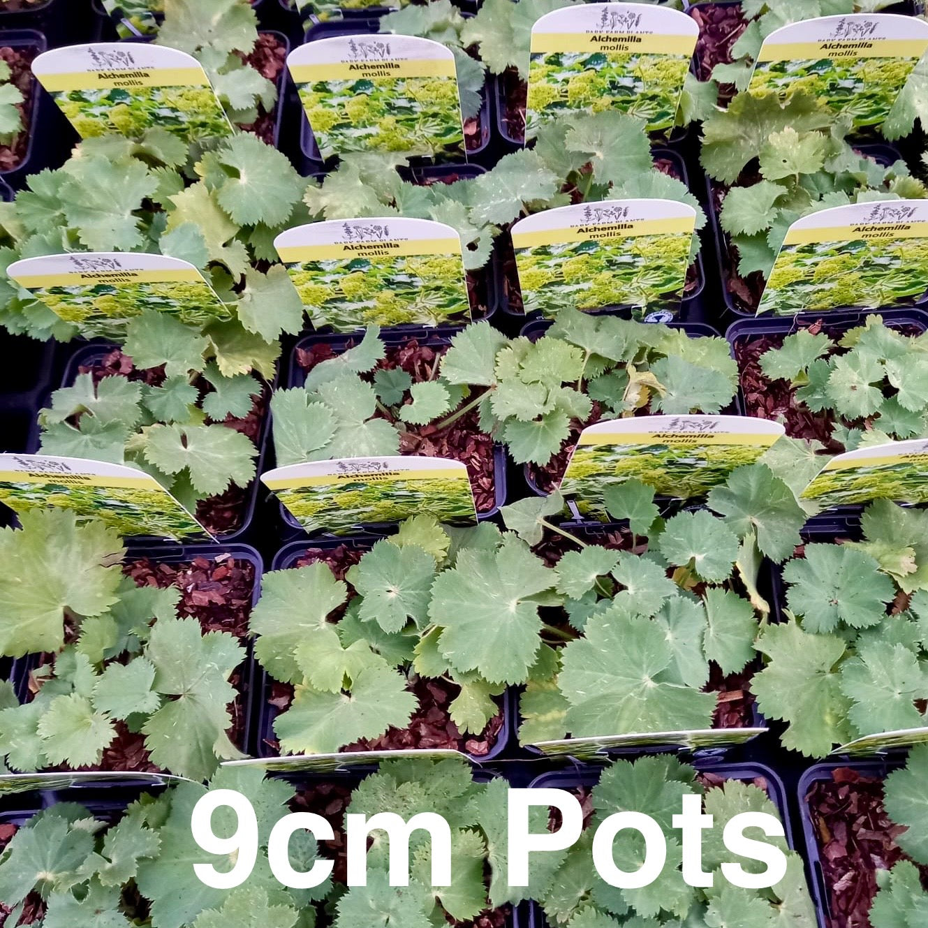 Lady's Mantle - ALCHEMILLA mollis