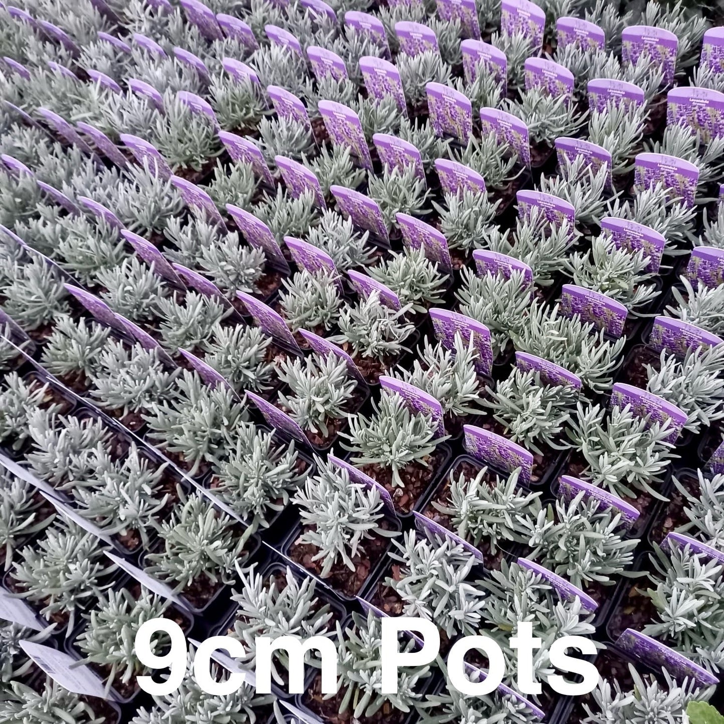 Lavender - LAVANDULA angustifolia 'Munstead' - Old English Lavender