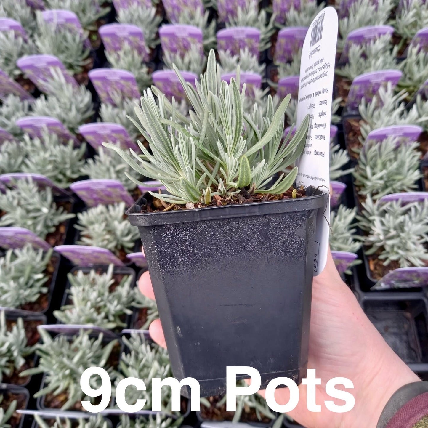 Lavender - LAVANDULA x intermedia 'Grosso' - Fat Lavender