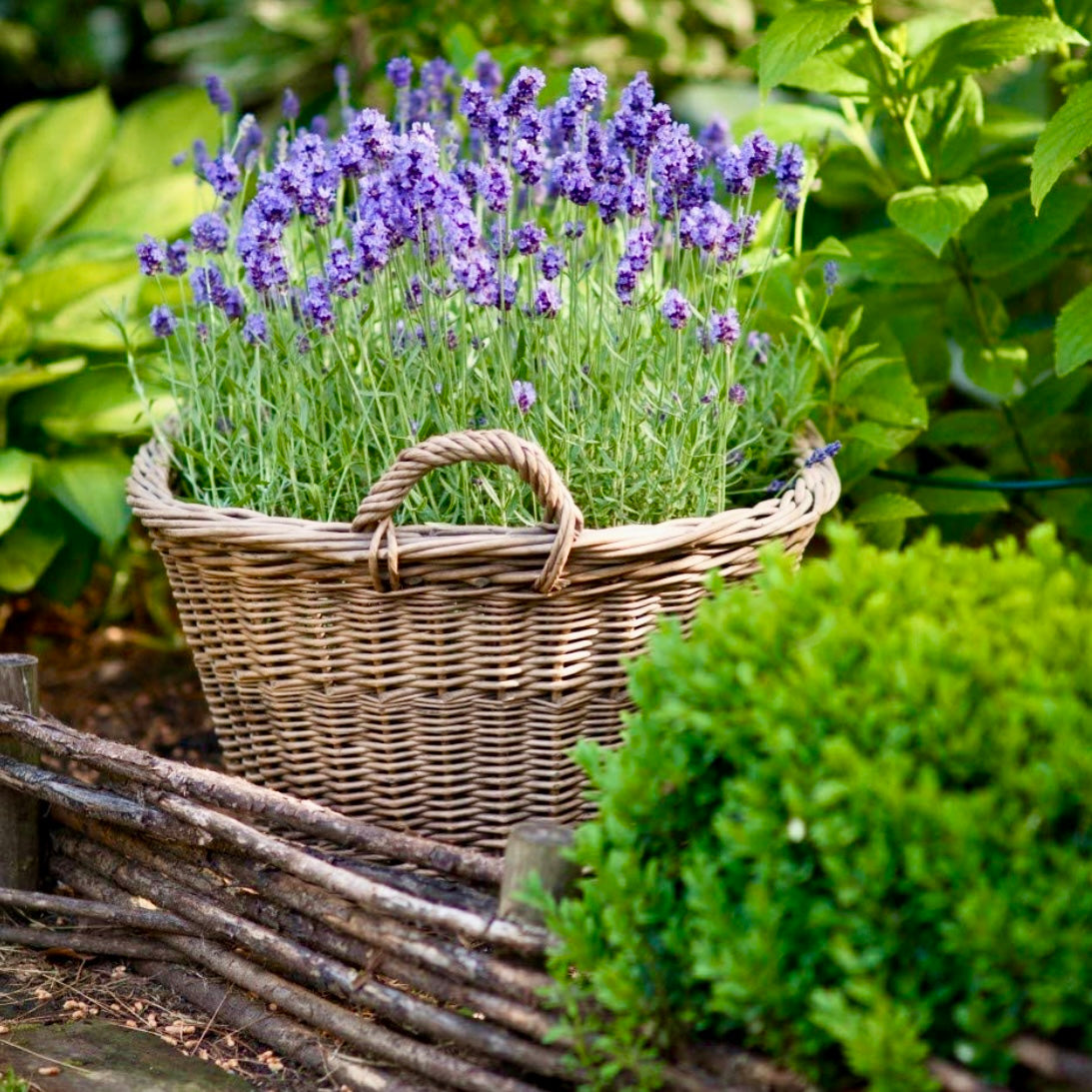 Lavender - LAVANDULA angustifolia 'Munstead' - Old English Lavender