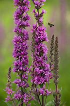Lythrum salicaria (Purple Loosestrife)