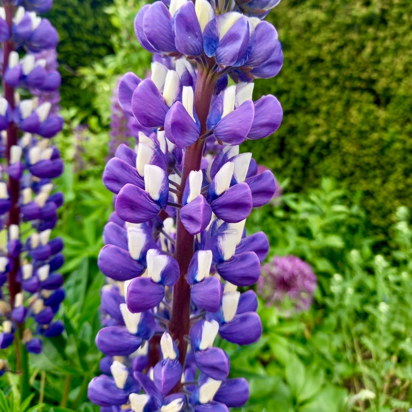 Lupin - LUPINUS 'Gallery Blue'