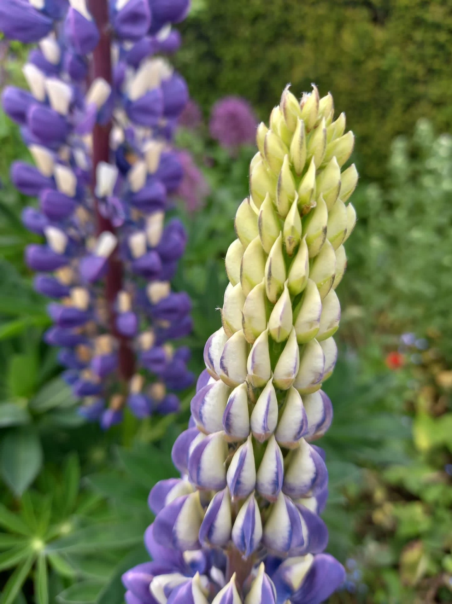 Lupin - LUPINUS 'Gallery Blue'