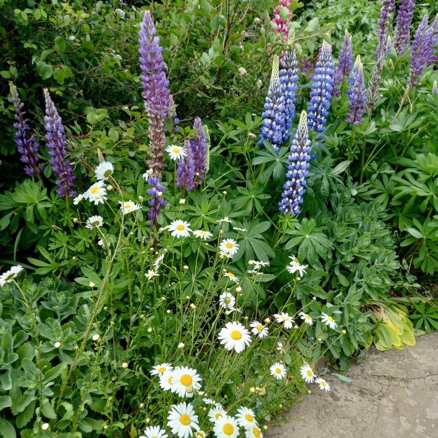 Lupin - LUPINUS 'Gallery Blue'