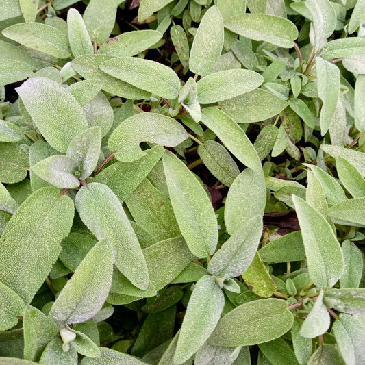 Sage, Common Green Herb - SALVIA officinalis 'Common Broad Leaf'