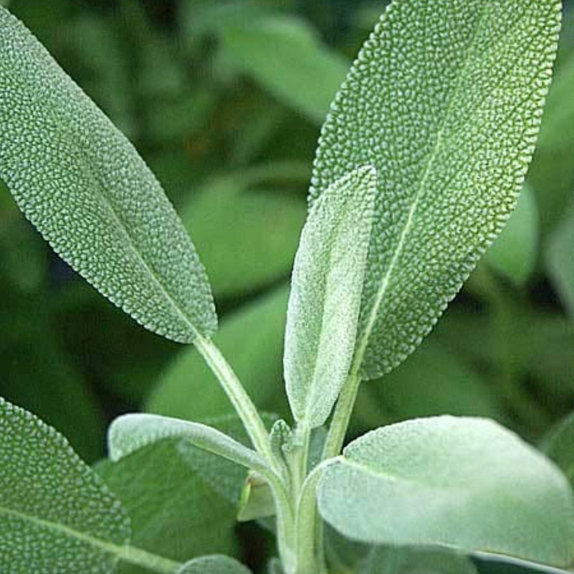 Sage, Common Green Herb - SALVIA officinalis 'Common Broad Leaf'