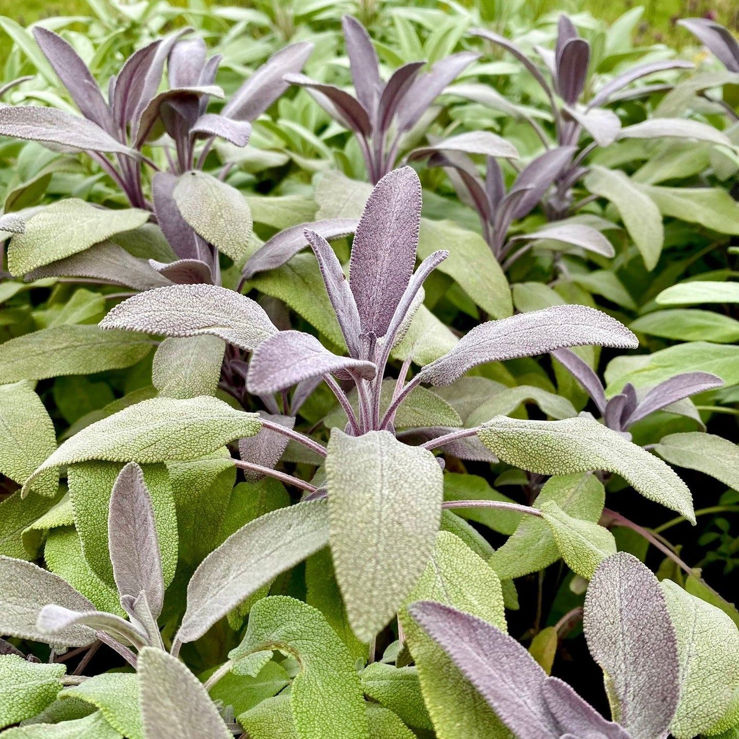 Sage, Purple Herb - SALVIA officinalis 'Purpurascens'