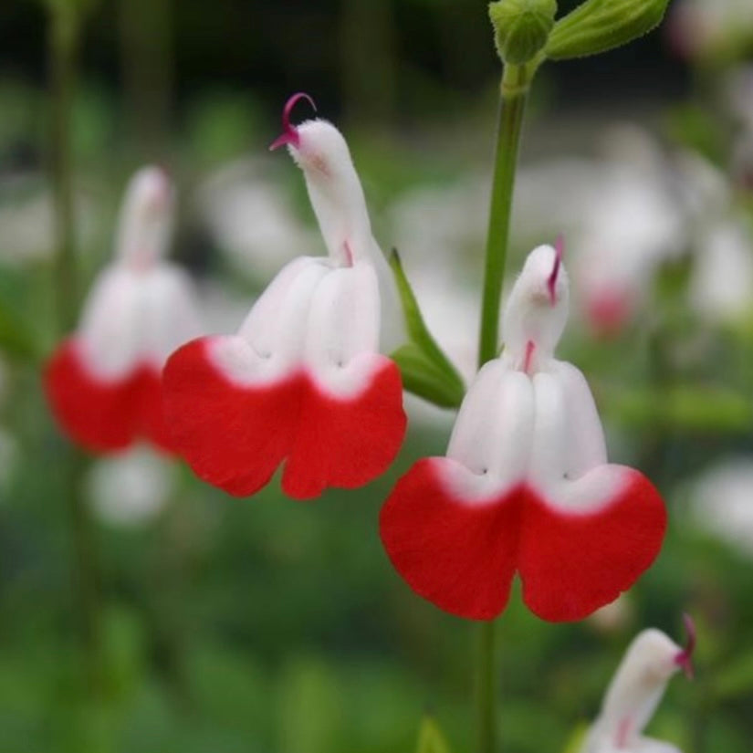 Salvia, Baby Sage - SALVIA microphylla 'Hot Lips'