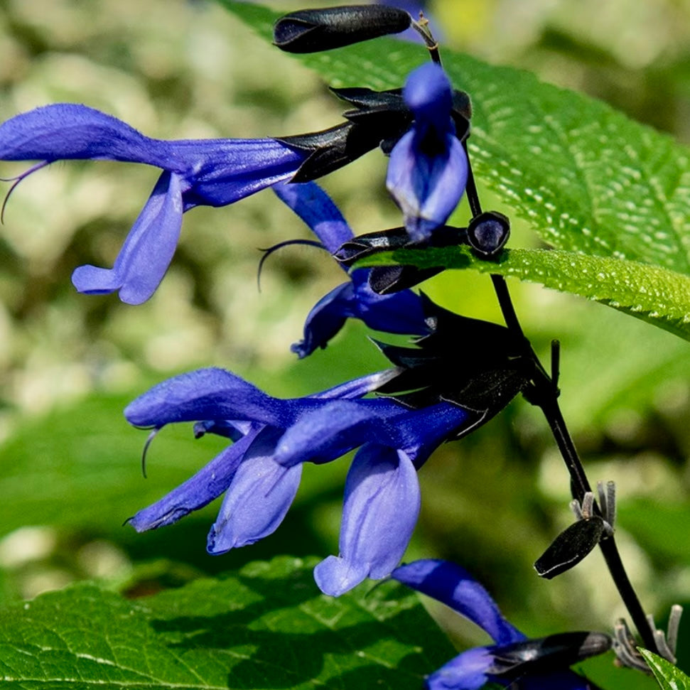 Salvia, Blue anise Sage - SALVIA guaranitica 'Black & Blue'