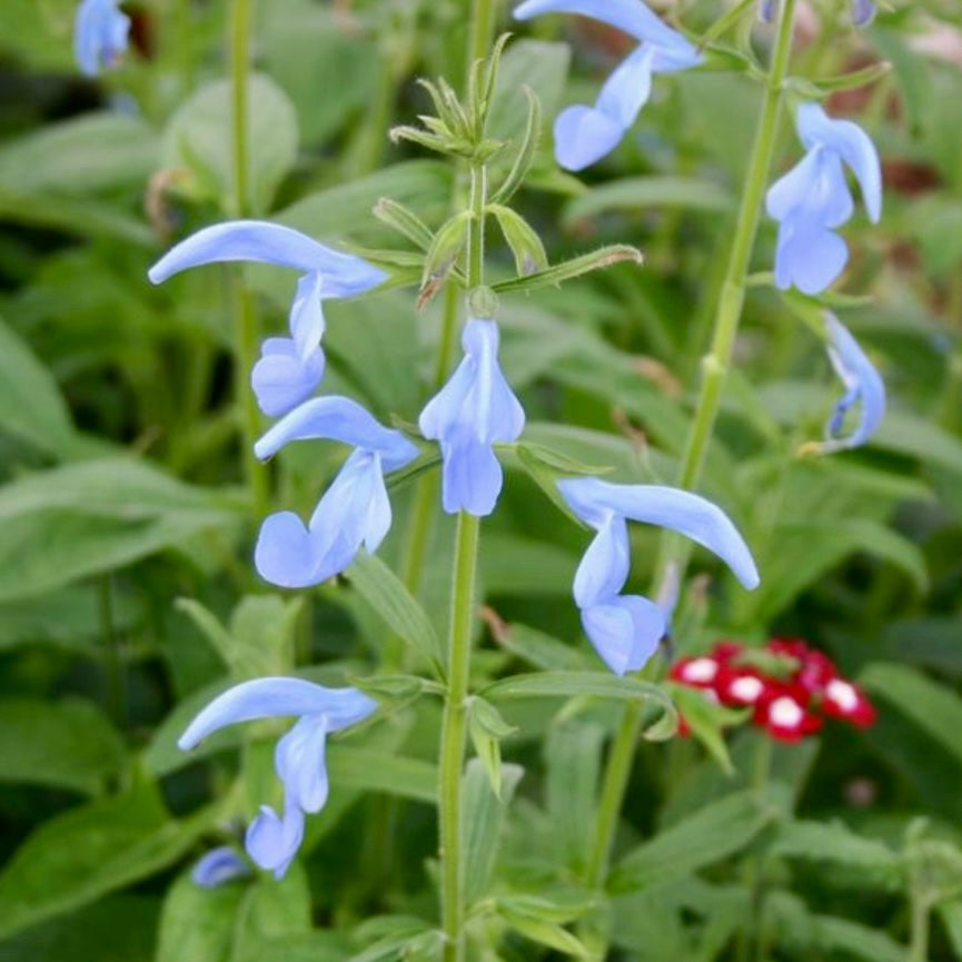 Salvia, Gentian Sage - SALVIA patens 'Cambridge Blue'