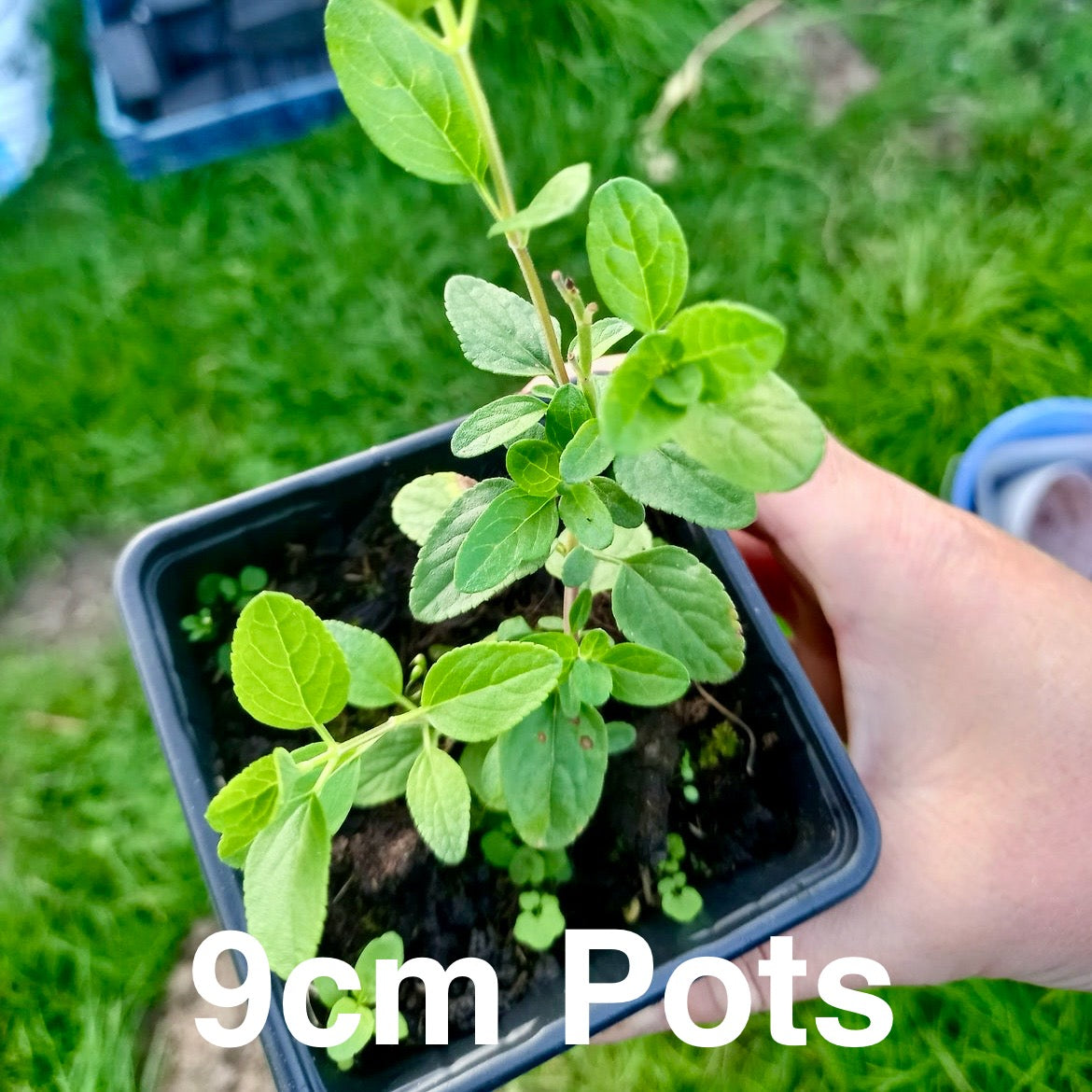 Salvia, Jame Sage - SALVIA x jamensis 'Royal Bumble'