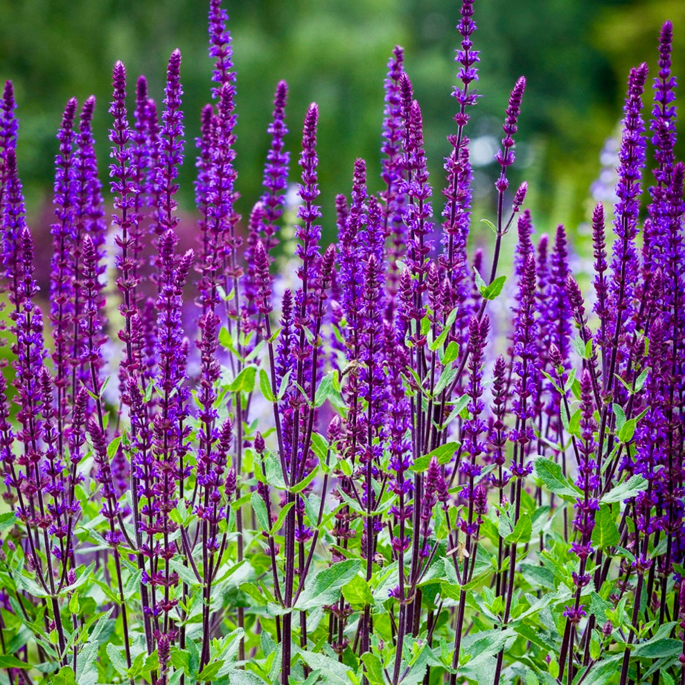 Salvia, Woodland Sage - SALVIA nemerosa 'Caradonna'
