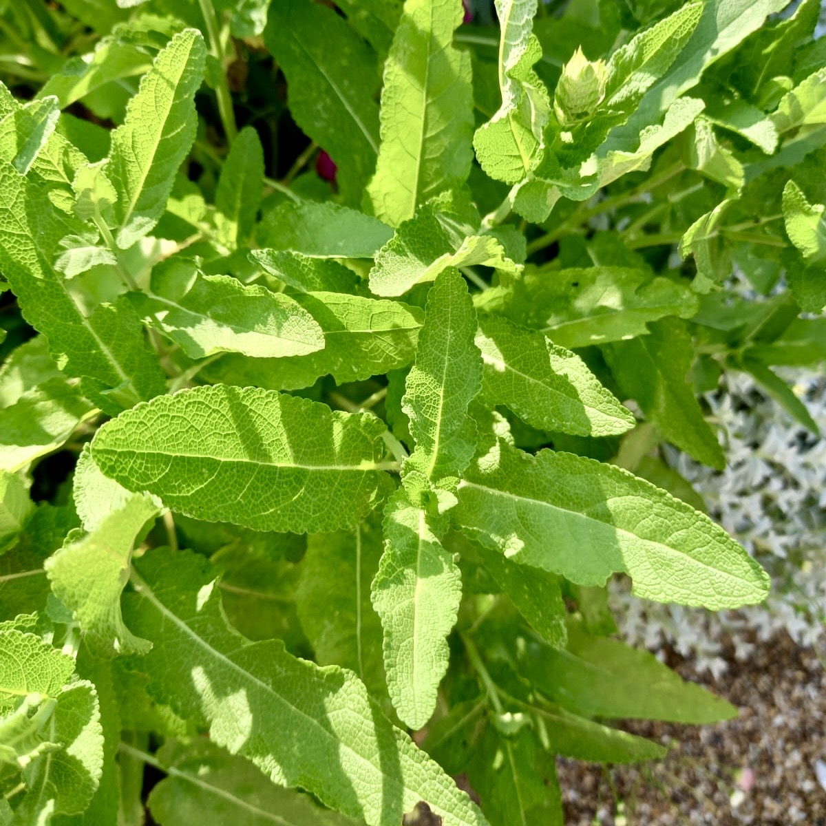 Salvia, Woodland Sage - SALVIA nemerosa 'Caradonna'