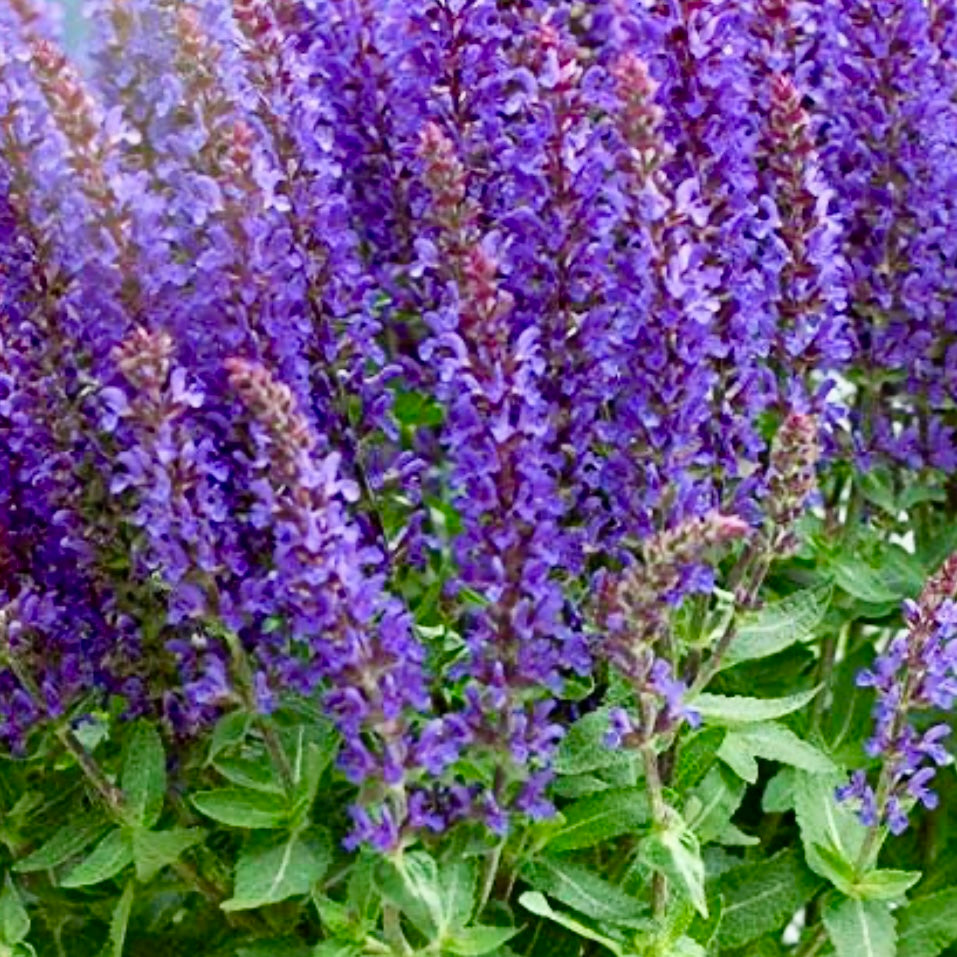 Salvia, Woodland Sage - SALVIA nemorosa 'Sensation Blue'