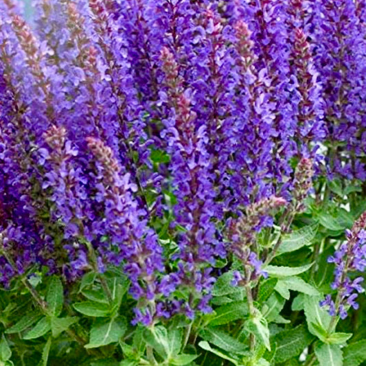 Salvia, Woodland Sage - SALVIA nemorosa 'Sensation Blue'