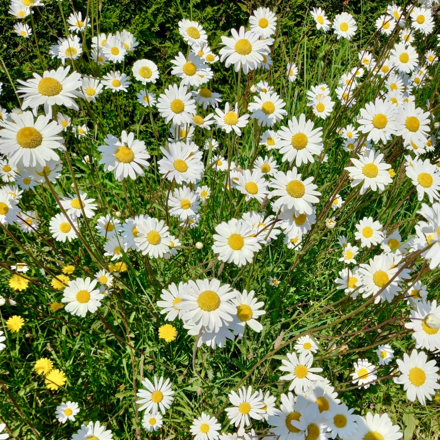 Leucanthemum vulgare ox-eye daisy (Chrysanthemum leucanthemum)