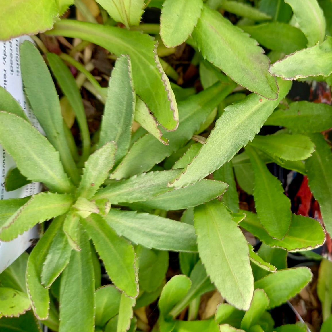 Shasta Daisy - LEUCANTHEMUM x superbum 'Silver Princess'