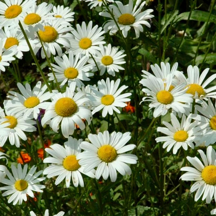 Shasta Daisy - LEUCANTHEMUM x superbum 'Silver Princess'