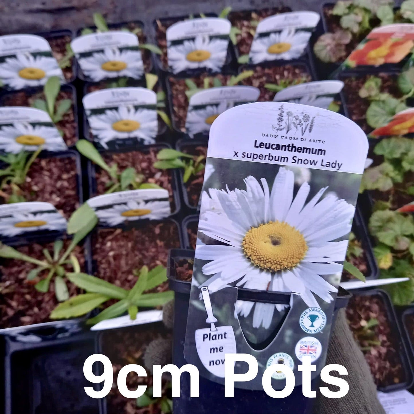 Shasta Daisy - LEUCANTHEMUM x superbum 'Snow Lady'