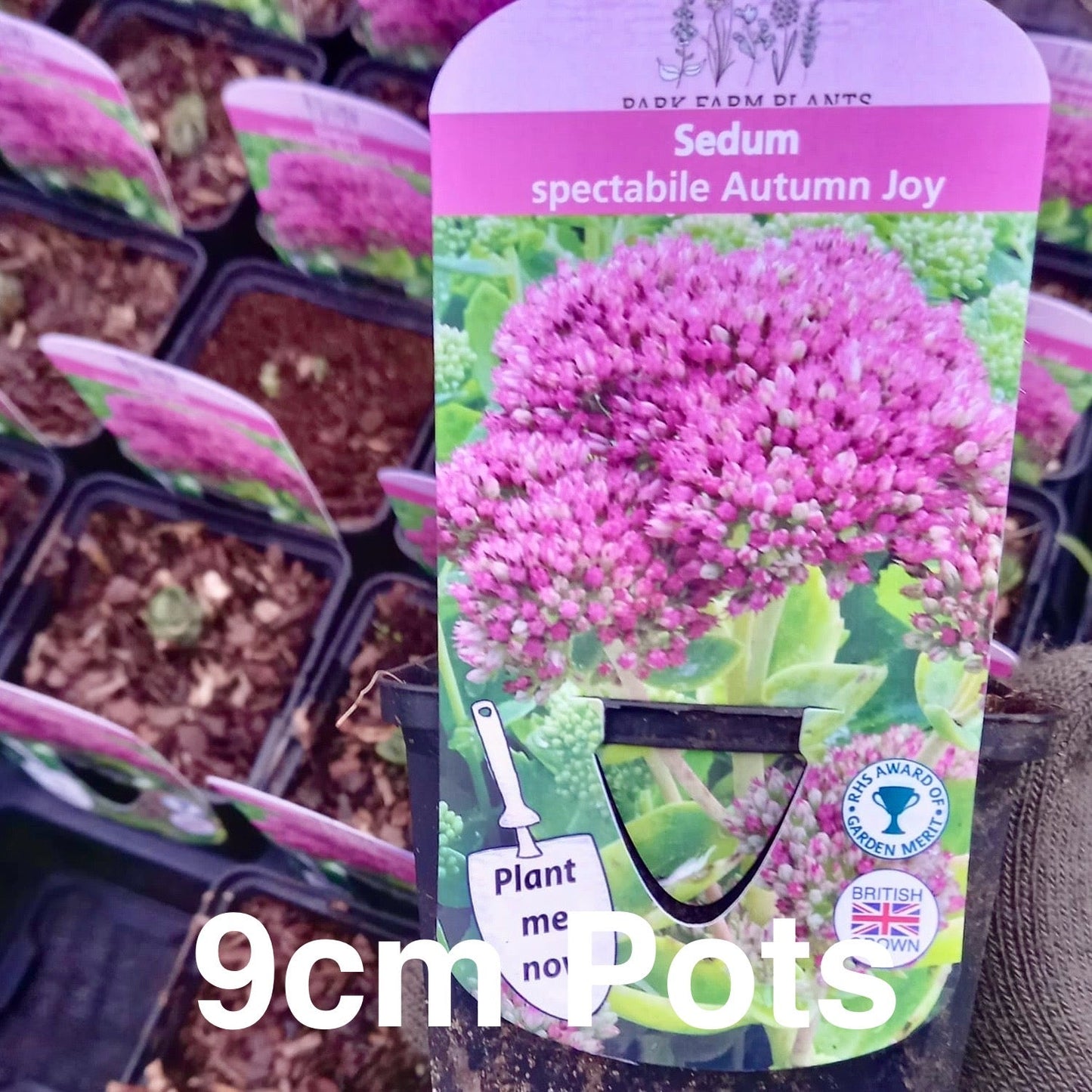 Stonecrop - SEDUM spectabile 'Autumn Joy'