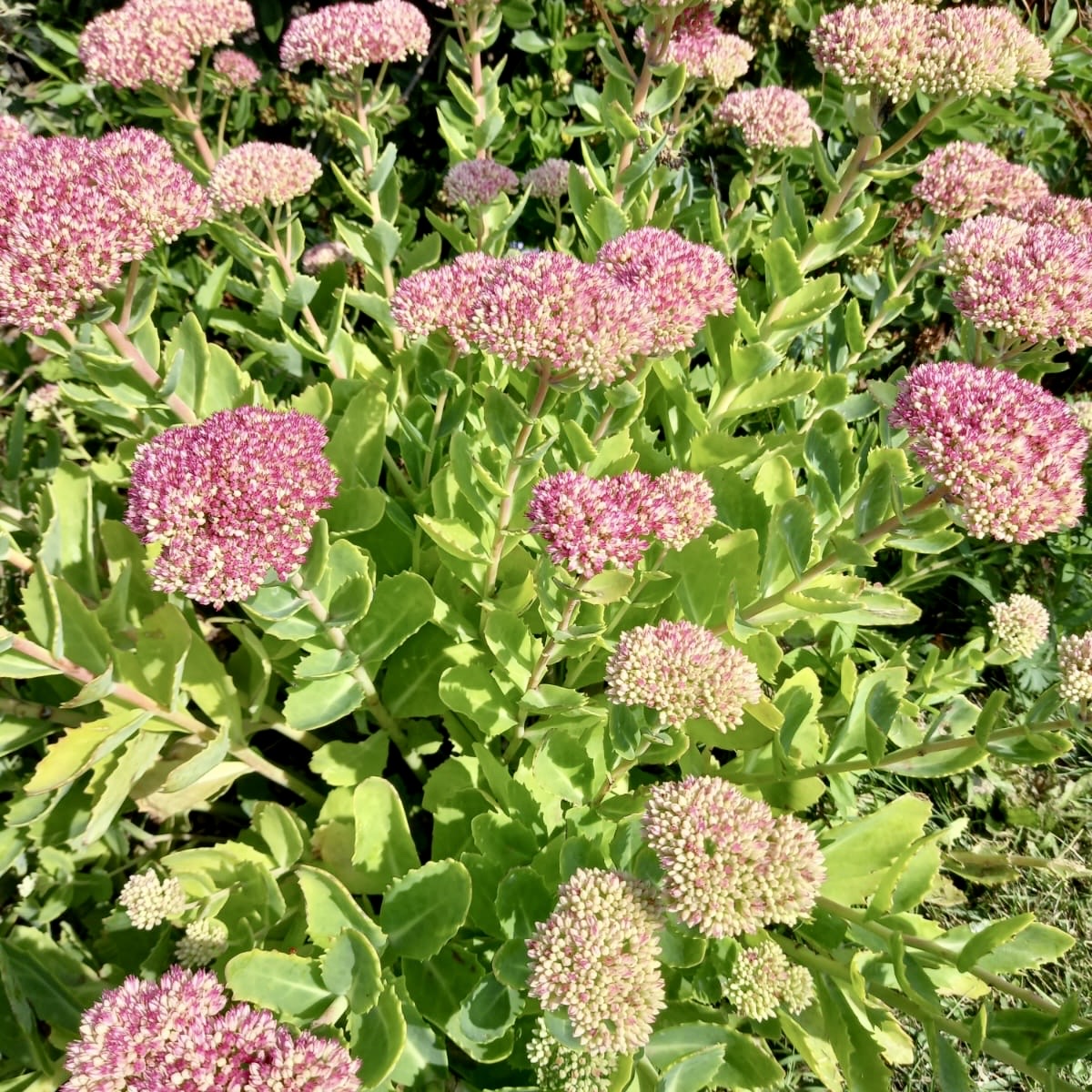 Stonecrop - SEDUM spectabile 'Autumn Joy'