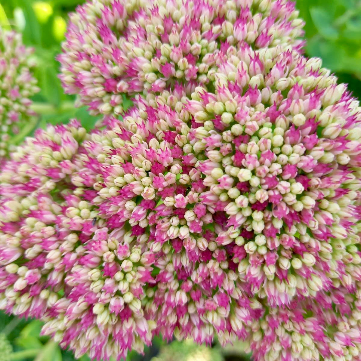 Stonecrop - SEDUM spectabile 'Autumn Joy'
